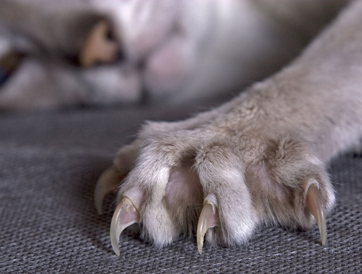 Declawed Cat Paw